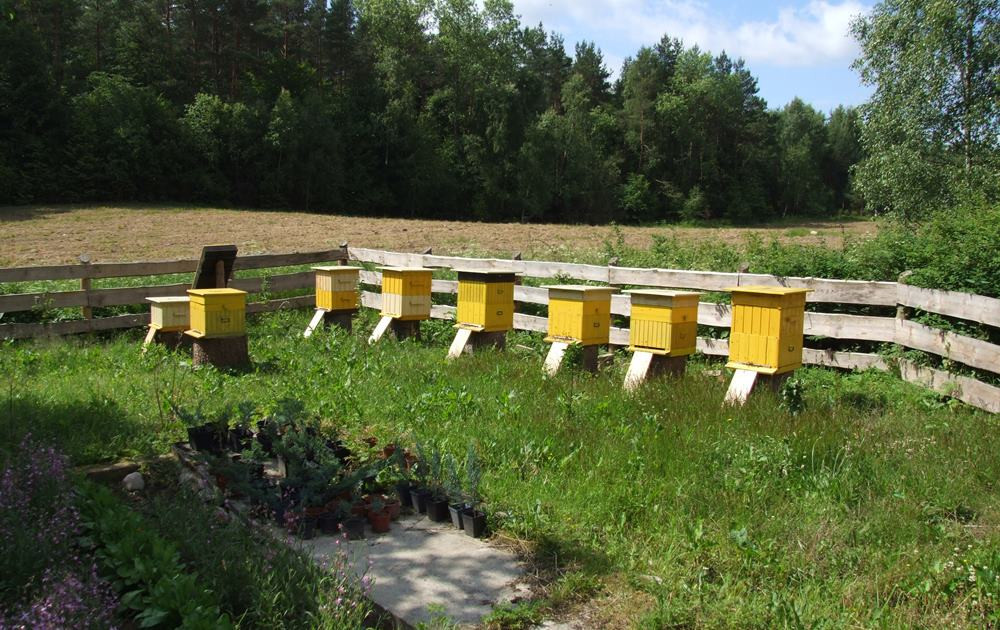 Pszczelarze mają pełne ręce roboty, ale praca przy pszczołach wymaga spokoju i wyciszenia