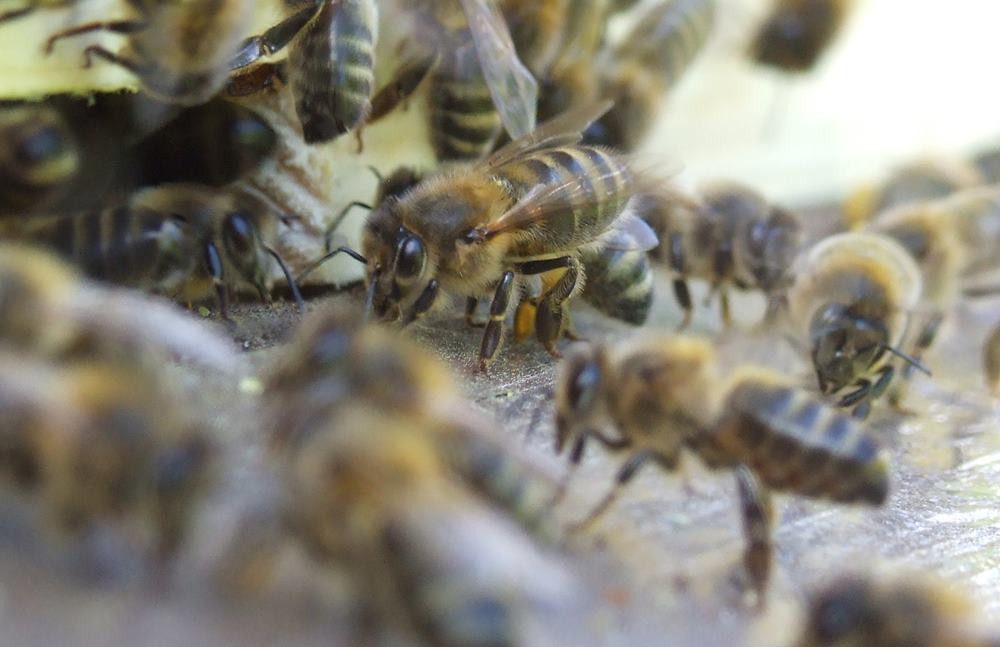 Pszczelarze mają pełne ręce roboty, ale praca przy pszczołach wymaga spokoju i wyciszenia