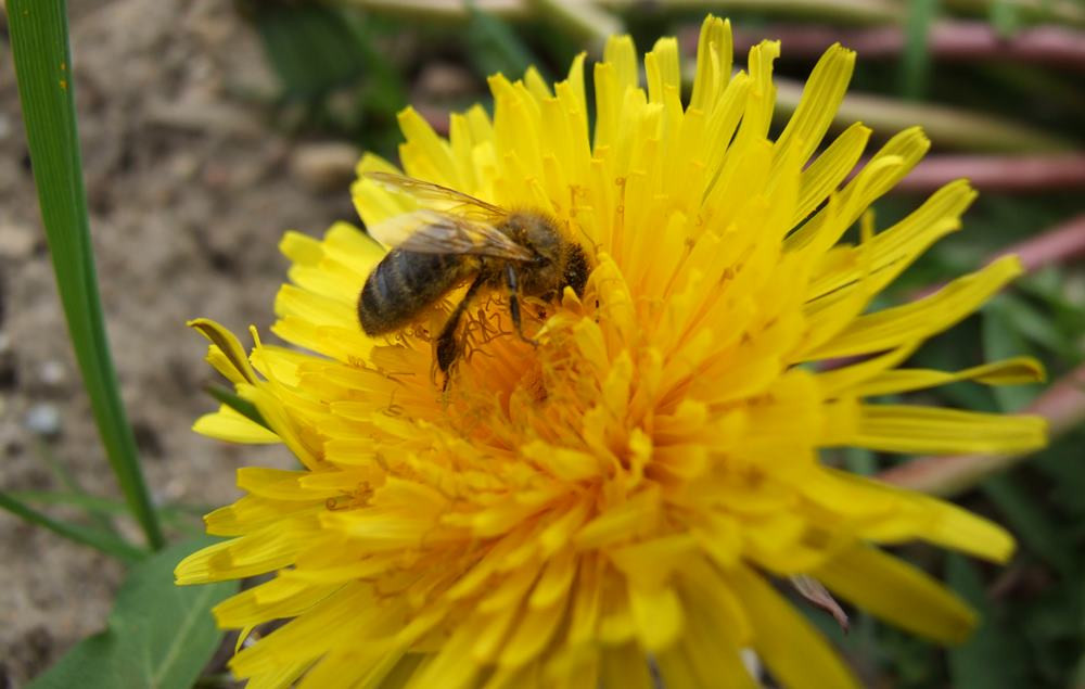 Pszczelarze mają pełne ręce roboty, ale praca przy pszczołach wymaga spokoju i wyciszenia