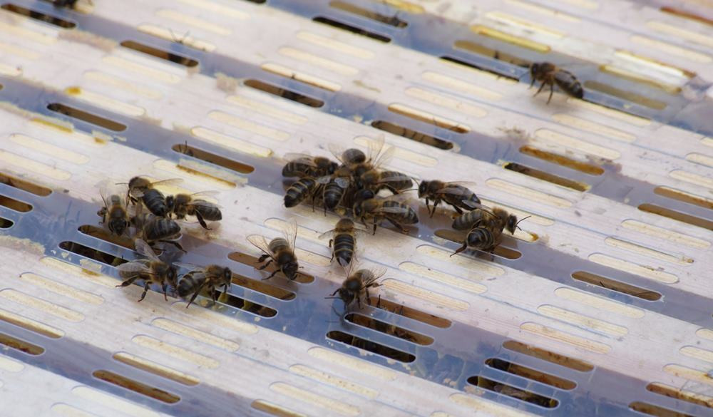 Pszczelarze mają pełne ręce roboty, ale praca przy pszczołach wymaga spokoju i wyciszenia