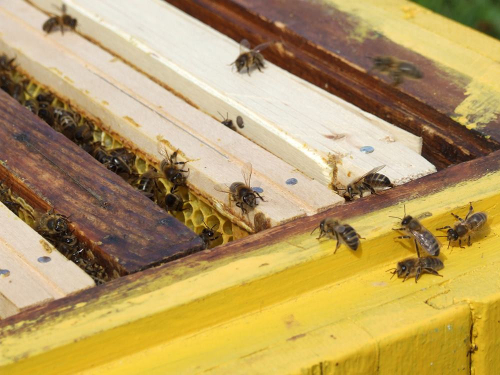 Pszczelarze mają pełne ręce roboty, ale praca przy pszczołach wymaga spokoju i wyciszenia