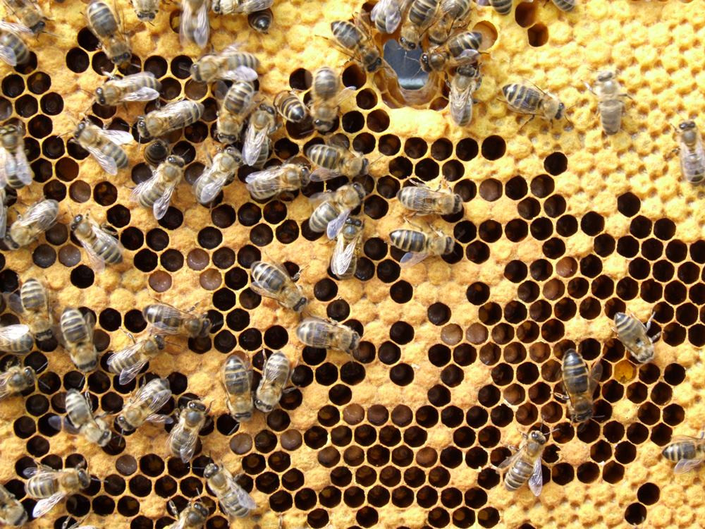 Pszczelarze mają pełne ręce roboty, ale praca przy pszczołach wymaga spokoju i wyciszenia