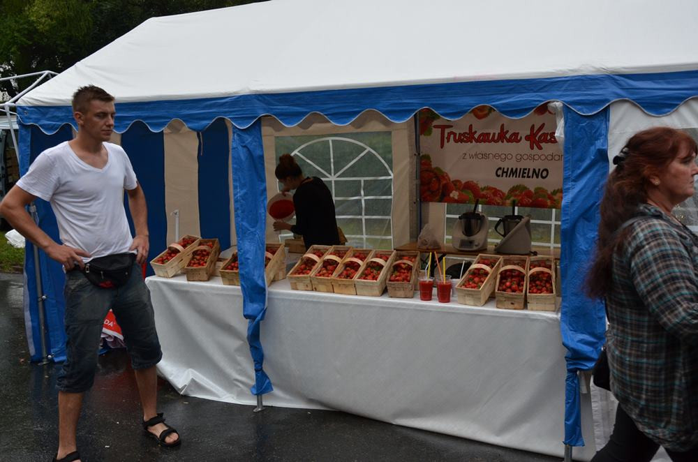 Truskawkobranie 2016. Dzień pierwszy przerwany z powodu pogody