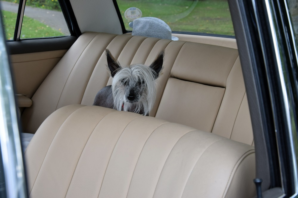 Kartuzy. Perełki motoryzacji lśniły w Parku Solidarności