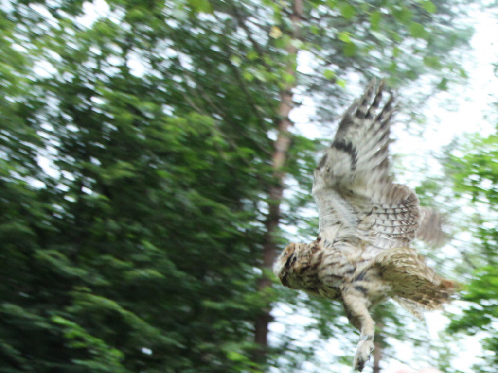Puszczyki z Ostoi wypuszczone w Lasach Mirachowskich. 