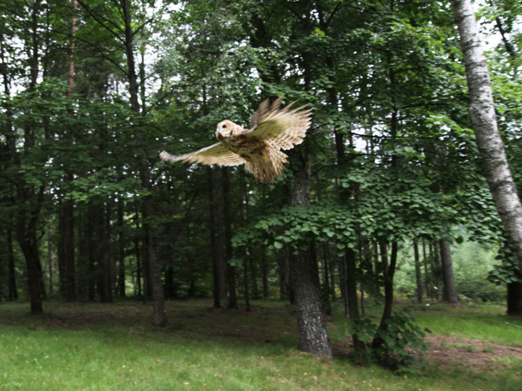 Puszczyki z Ostoi wypuszczone w Lasach Mirachowskich. 