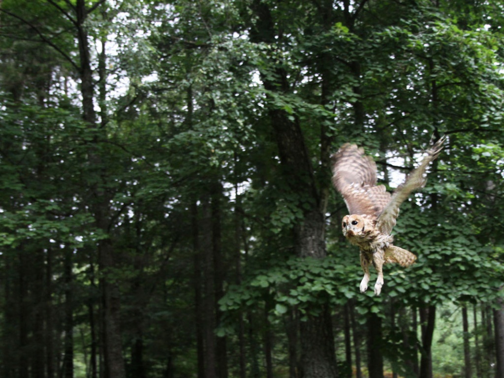 Puszczyki z Ostoi wypuszczone w Lasach Mirachowskich. 