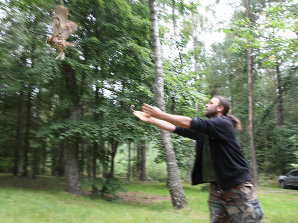 Puszczyki z Ostoi wypuszczone w Lasach Mirachowskich. 