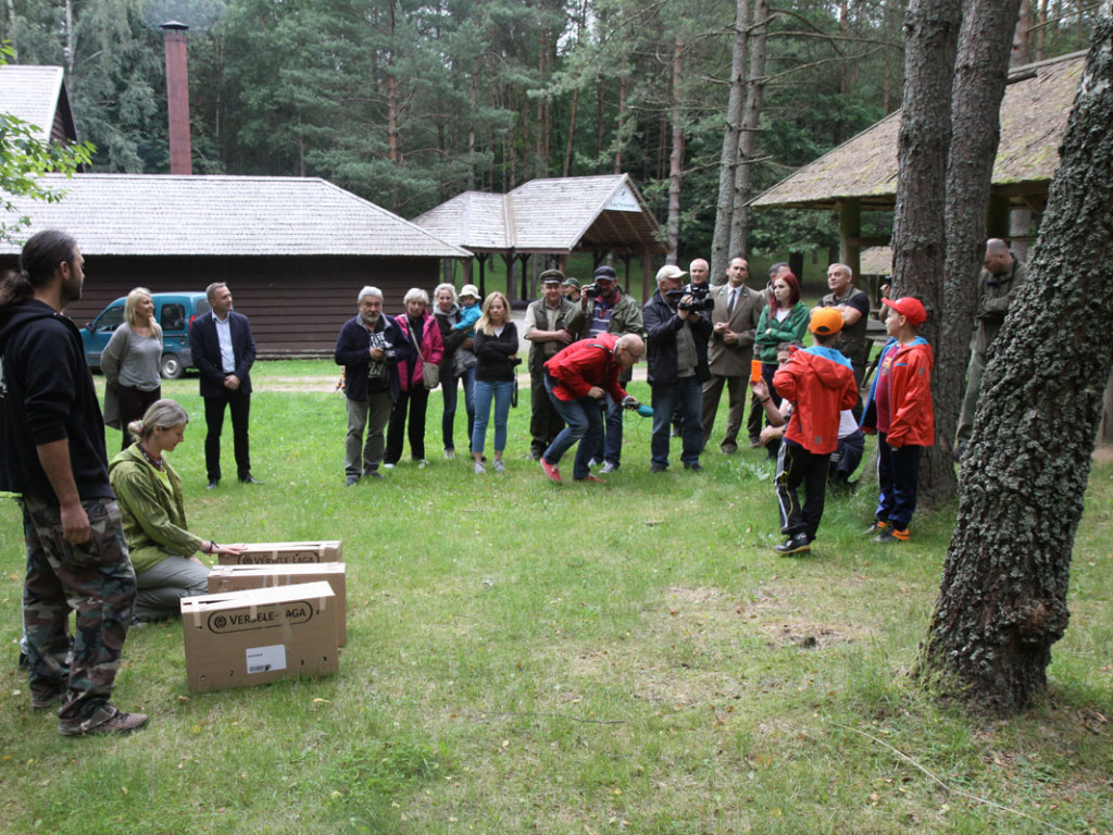 Puszczyki z Ostoi wypuszczone w Lasach Mirachowskich. 