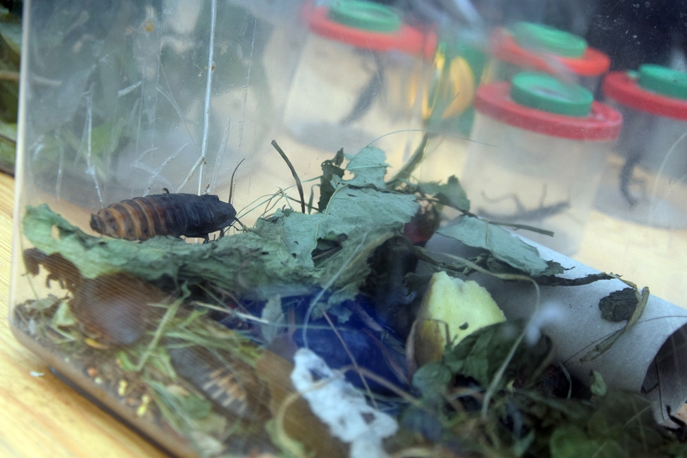 Kartuzy. Targ Produktów Ekologicznych. Sprzedawano miody, sery, warzywa, lokalne specjały