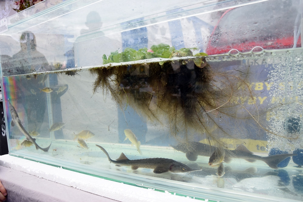 Kartuzy. Targ Produktów Ekologicznych. Sprzedawano miody, sery, warzywa, lokalne specjały