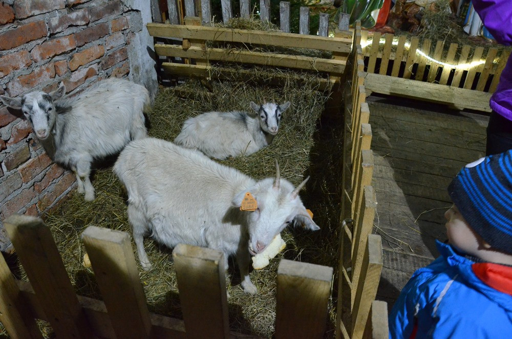 Święta Rodzina, aniołowie, pastuszkowie... Szopki w kościołach w powiecie