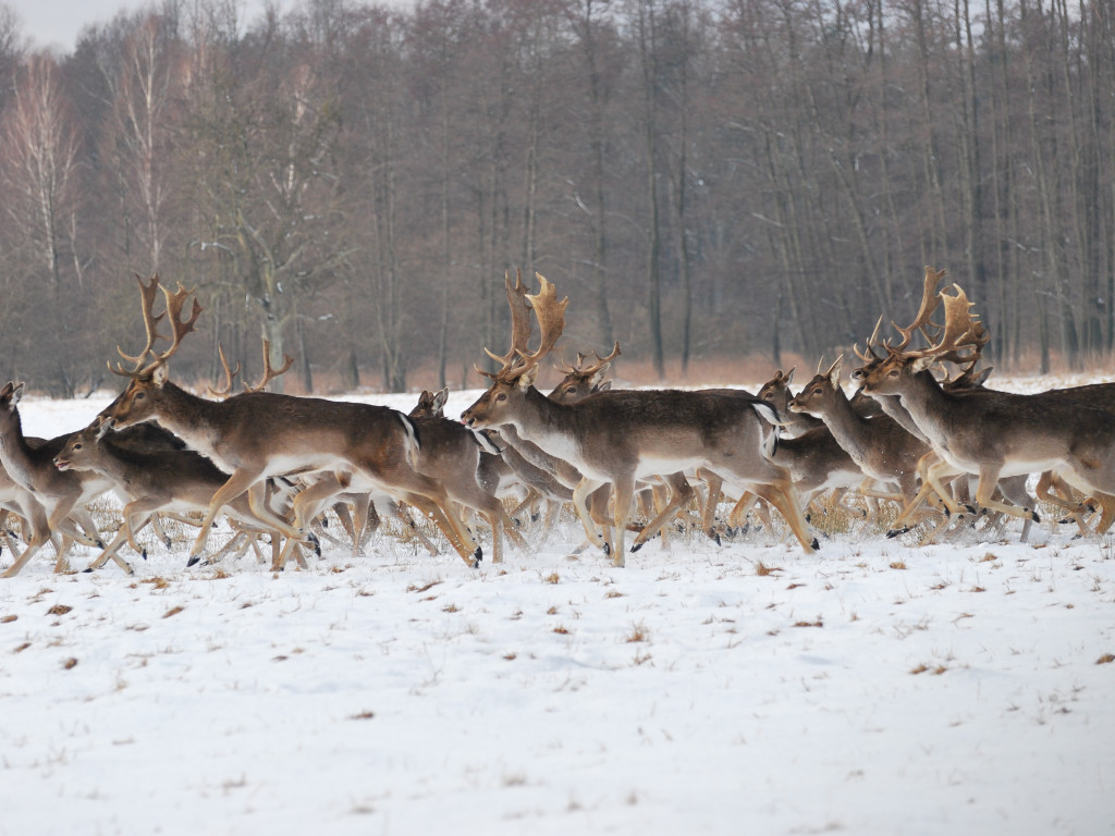 Jeszcze trwa zima... Jak zwierzęta radzą sobie w lesie?