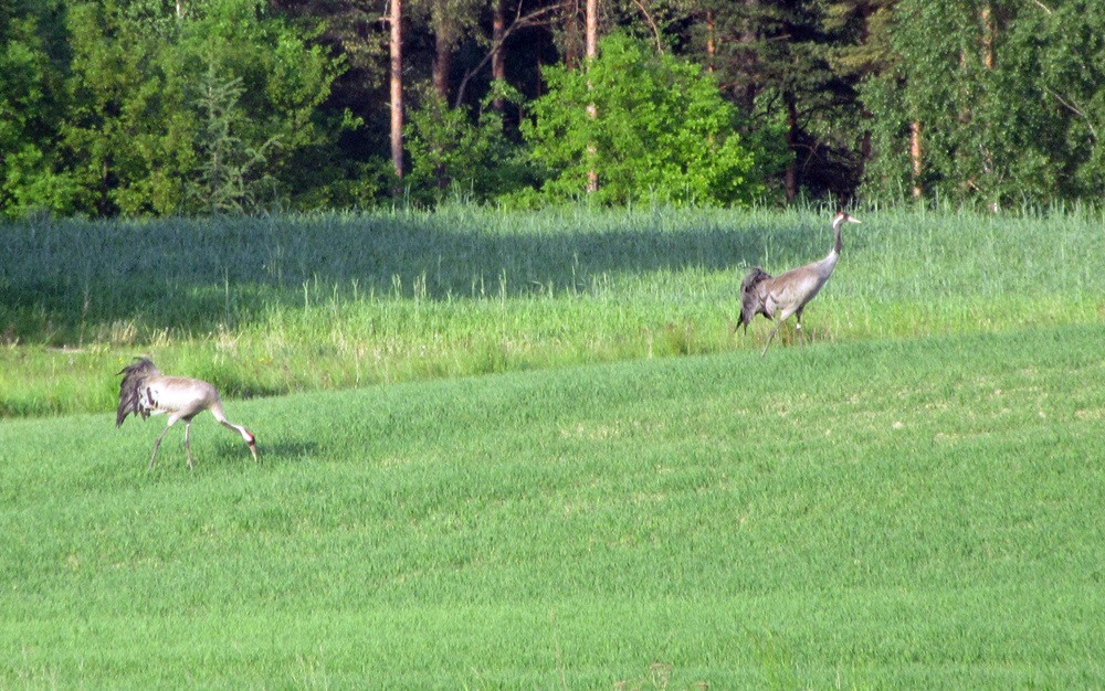 Choć jeszcze zimno, las budzi się do życia. Na Kaszubach są już zwiastuny wiosny