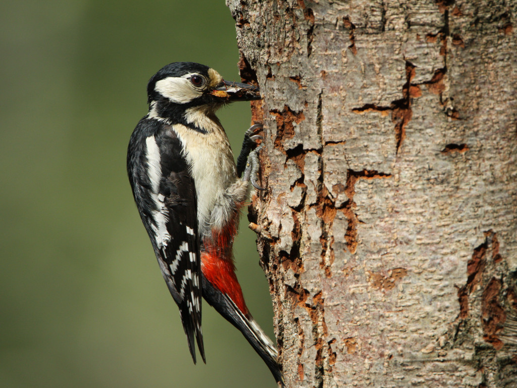 Choć jeszcze zimno, las budzi się do życia. Na Kaszubach są już zwiastuny wiosny