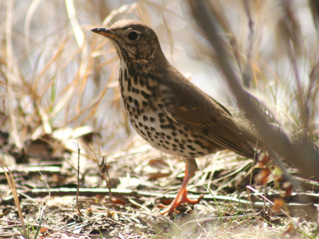 Choć jeszcze zimno, las budzi się do życia. Na Kaszubach są już zwiastuny wiosny