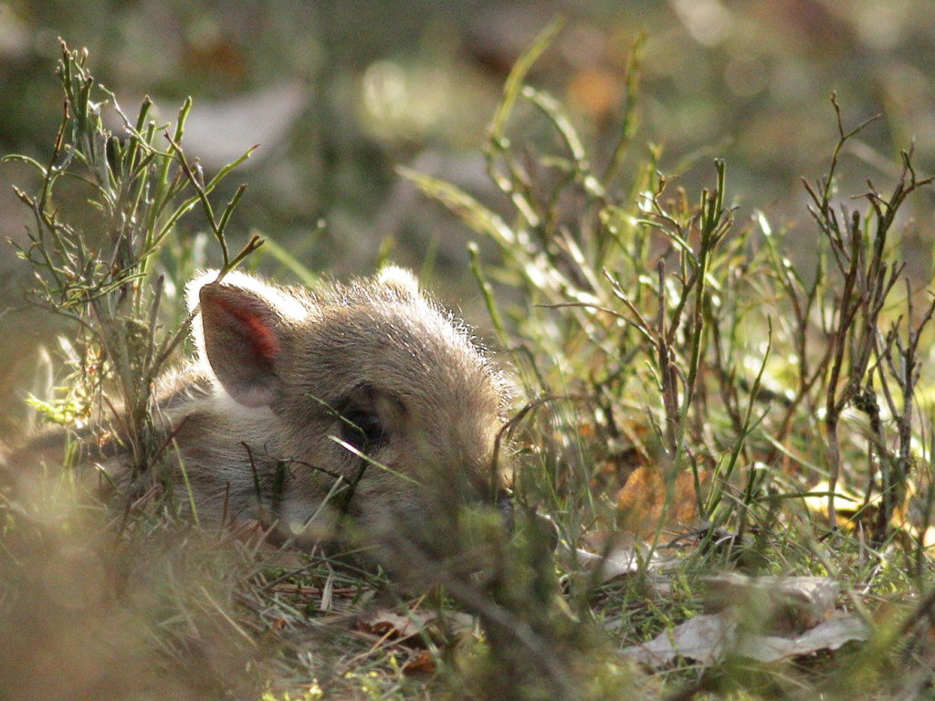 Choć jeszcze zimno, las budzi się do życia. Na Kaszubach są już zwiastuny wiosny