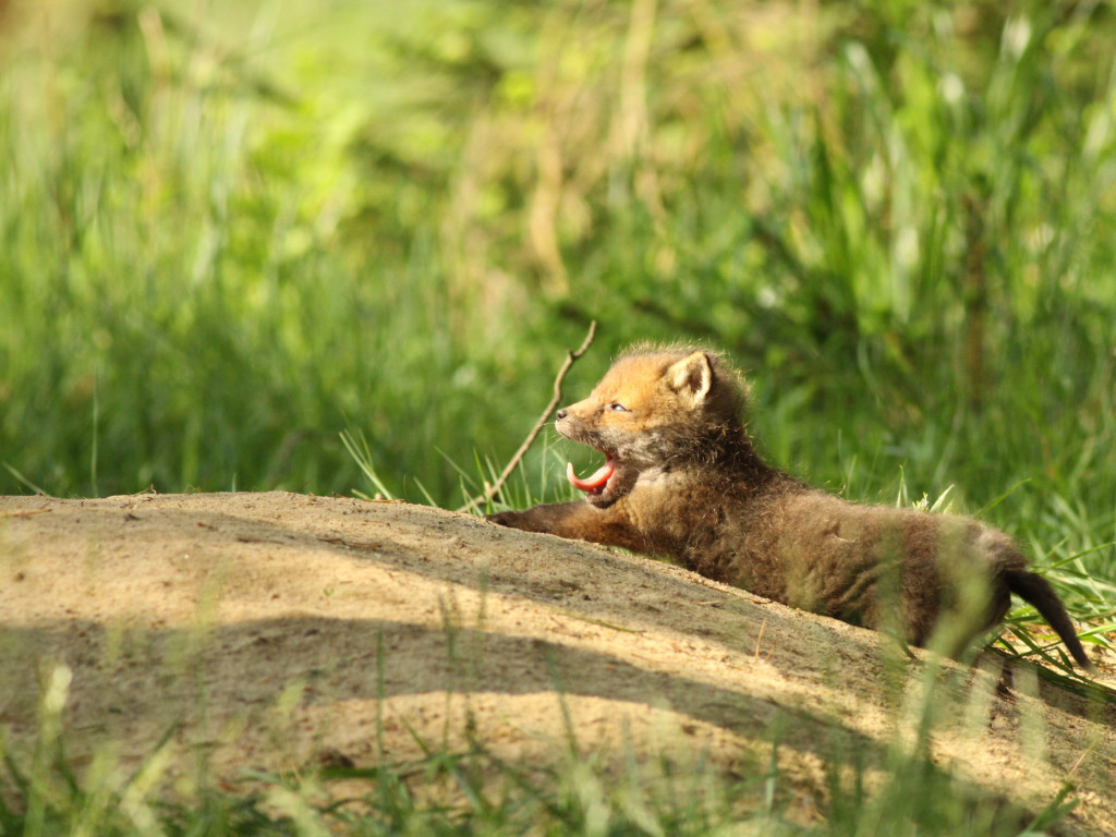 Choć jeszcze zimno, las budzi się do życia. Na Kaszubach są już zwiastuny wiosny