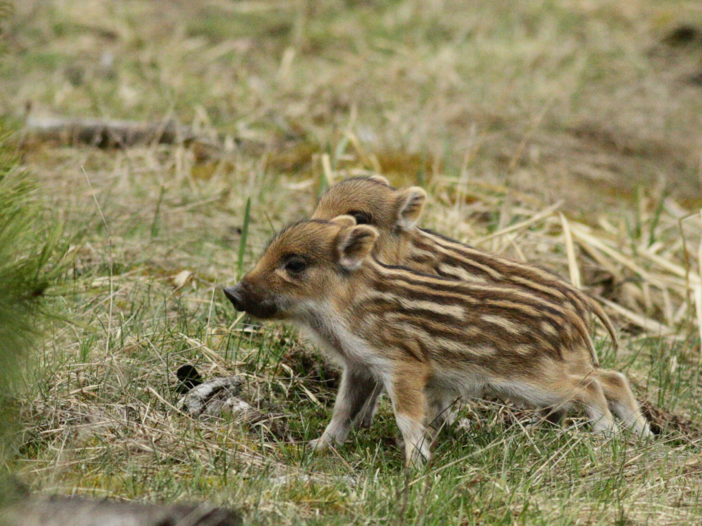 Choć jeszcze zimno, las budzi się do życia. Na Kaszubach są już zwiastuny wiosny