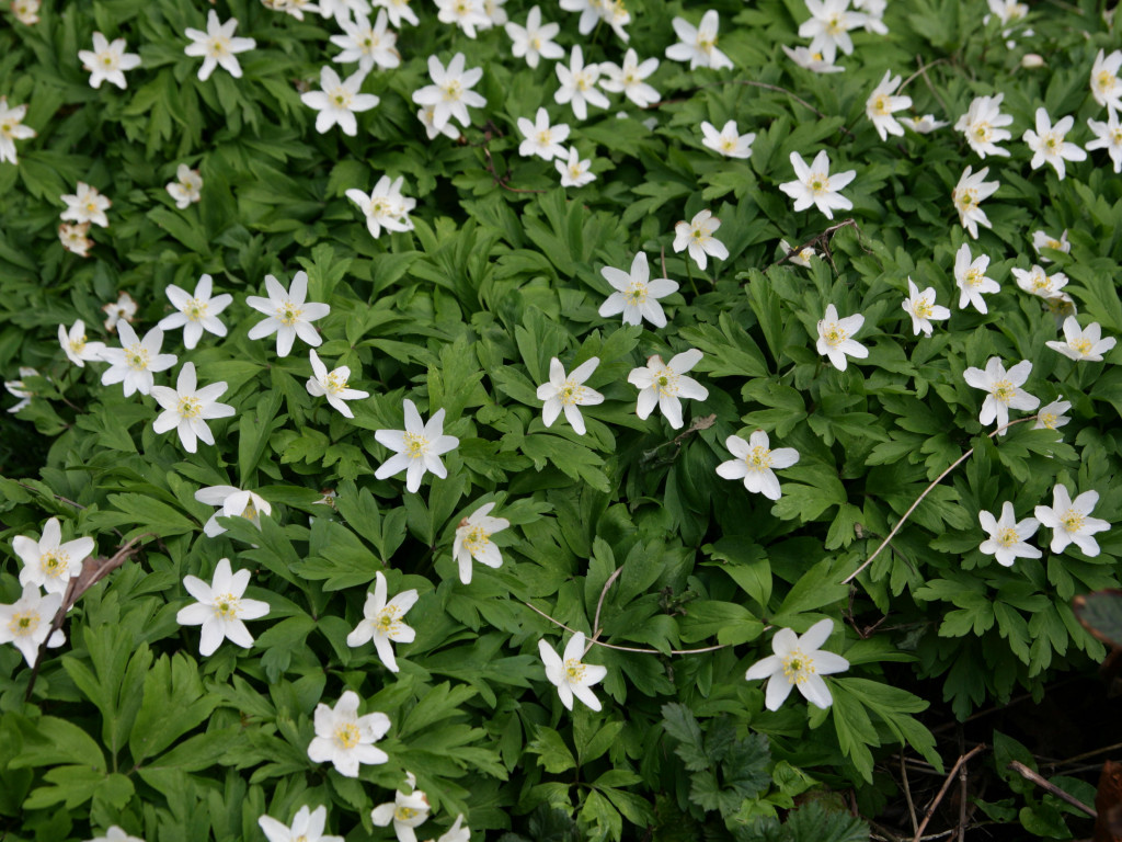 Choć jeszcze zimno, las budzi się do życia. Na Kaszubach są już zwiastuny wiosny