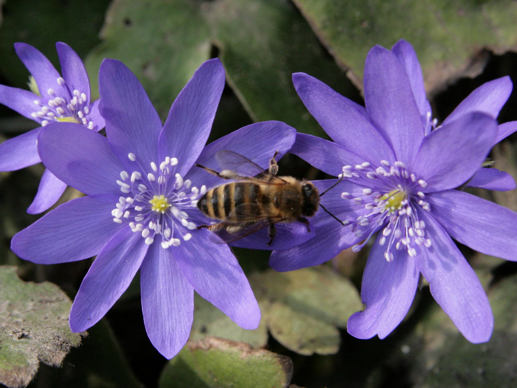 Choć jeszcze zimno, las budzi się do życia. Na Kaszubach są już zwiastuny wiosny