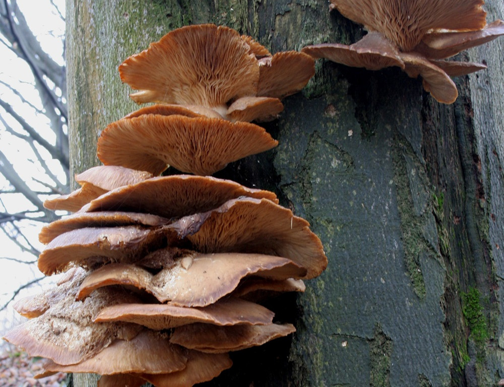 Choć jeszcze zimno, las budzi się do życia. Na Kaszubach są już zwiastuny wiosny