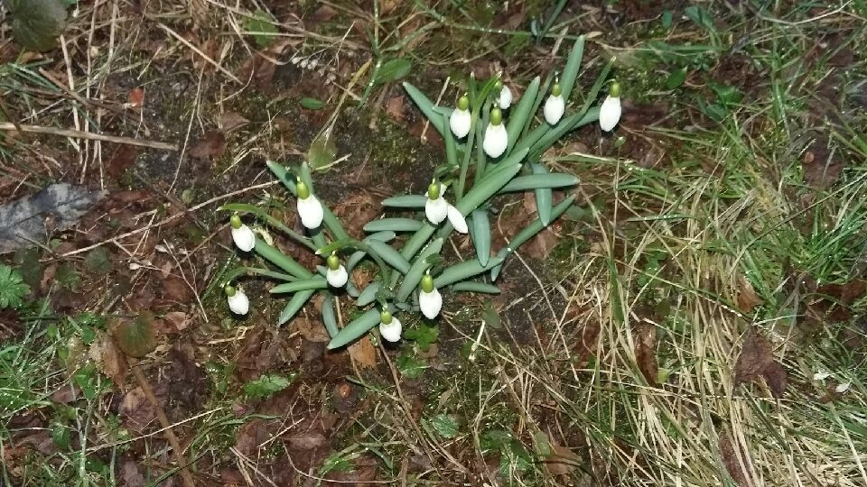 Choć jeszcze zimno, las budzi się do życia. Na Kaszubach są już zwiastuny wiosny