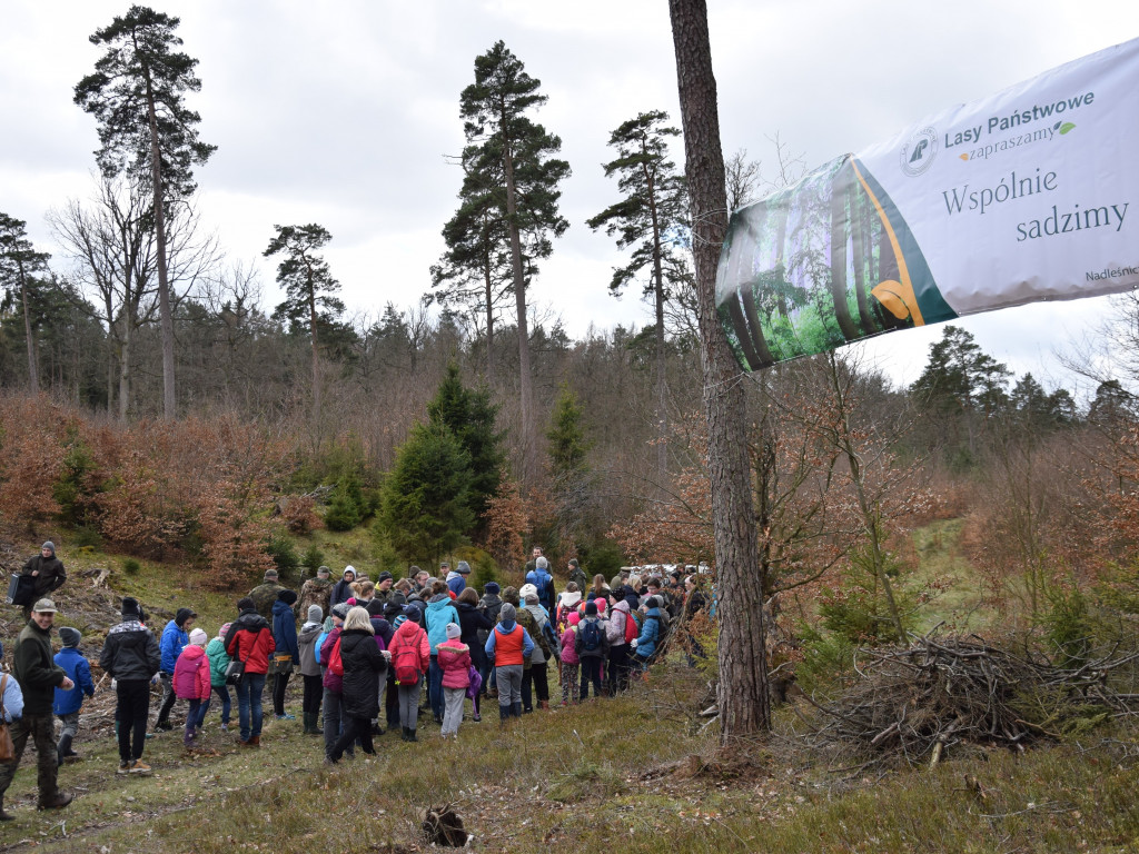 Akcja sadzenia drzew w mirachowskich lasach. Odtworzą drzewostan zniszczony przez kornika
