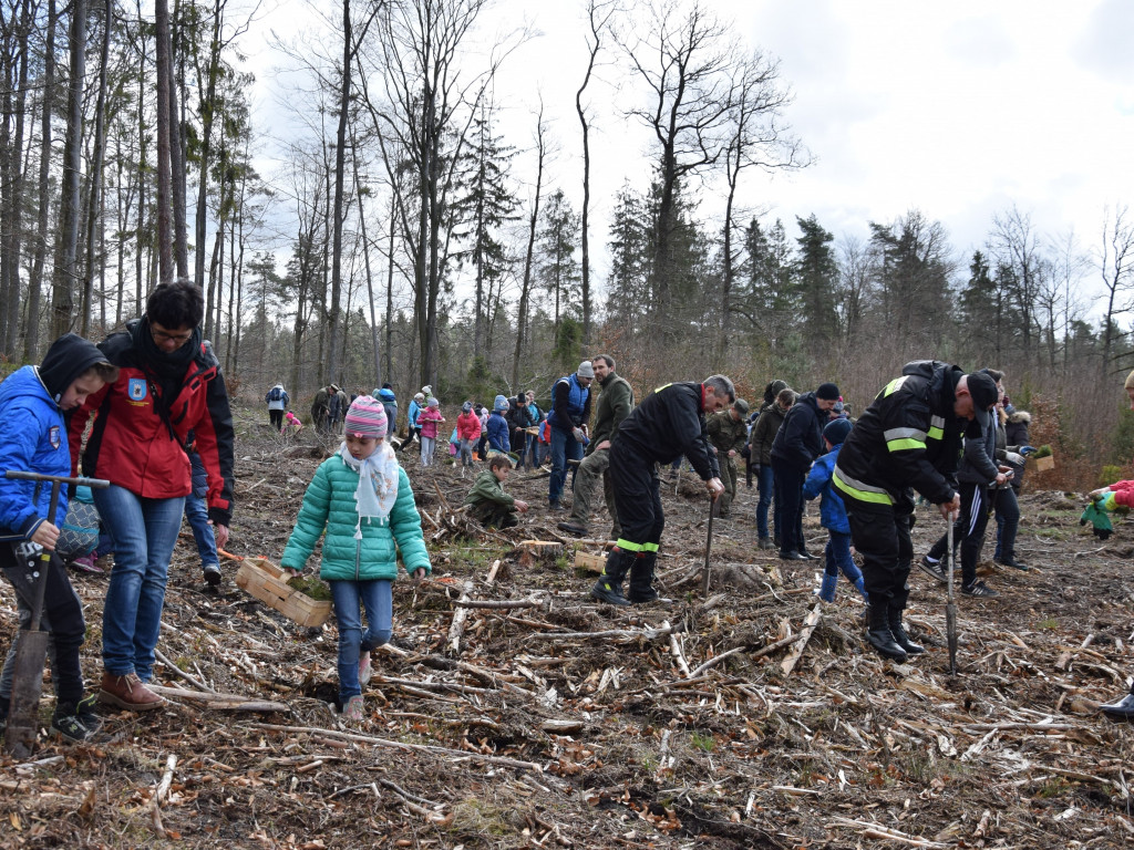 Akcja sadzenia drzew w mirachowskich lasach. Odtworzą drzewostan zniszczony przez kornika