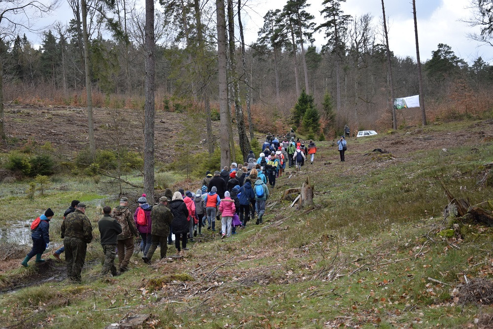 Akcja sadzenia drzew w mirachowskich lasach. Odtworzą drzewostan zniszczony przez kornika