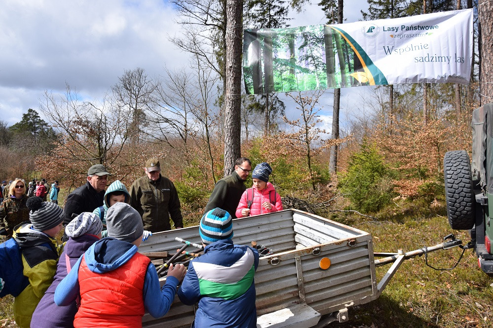 Akcja sadzenia drzew w mirachowskich lasach. Odtworzą drzewostan zniszczony przez kornika