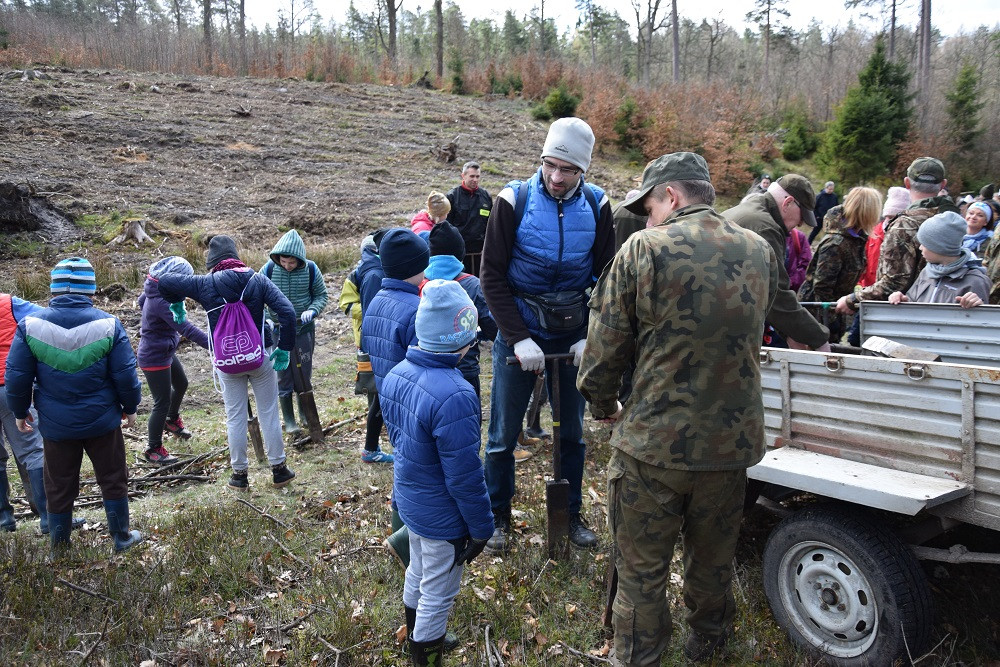 Akcja sadzenia drzew w mirachowskich lasach. Odtworzą drzewostan zniszczony przez kornika