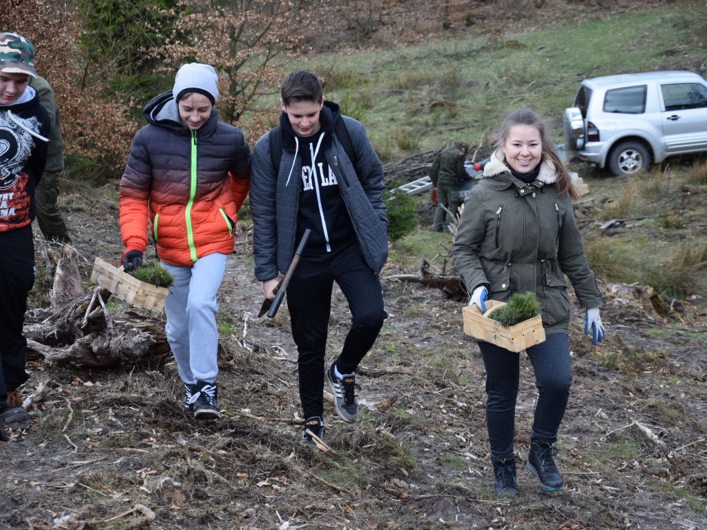 Akcja sadzenia drzew w mirachowskich lasach. Odtworzą drzewostan zniszczony przez kornika