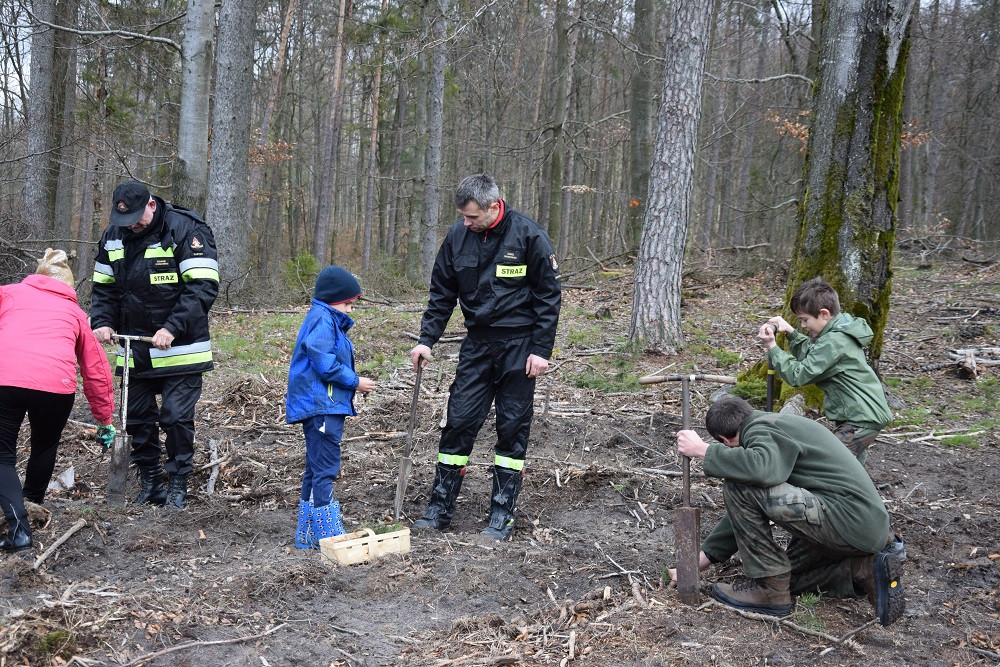 Akcja sadzenia drzew w mirachowskich lasach. Odtworzą drzewostan zniszczony przez kornika