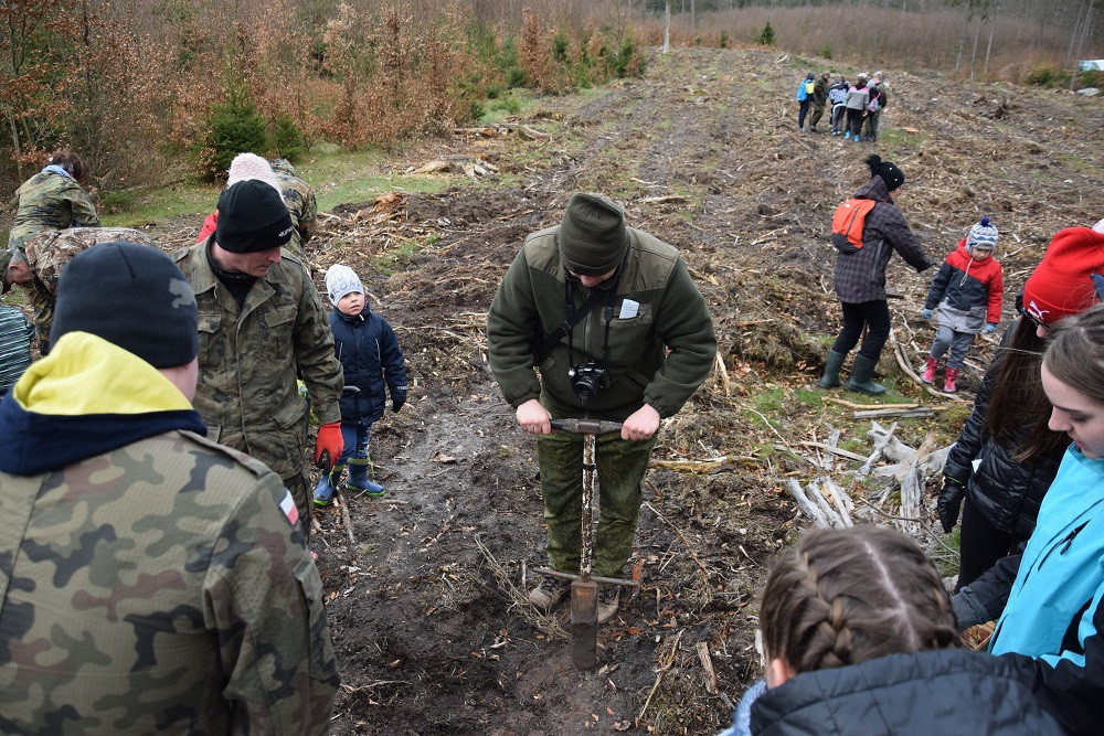 Akcja sadzenia drzew w mirachowskich lasach. Odtworzą drzewostan zniszczony przez kornika