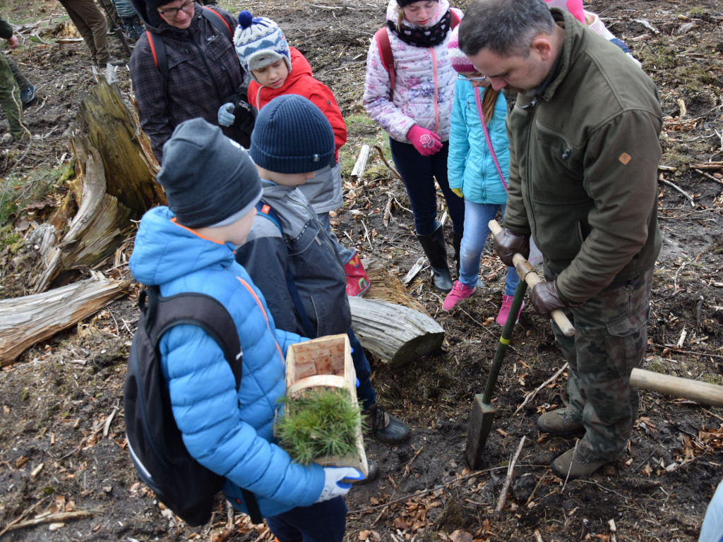 Akcja sadzenia drzew w mirachowskich lasach. Odtworzą drzewostan zniszczony przez kornika