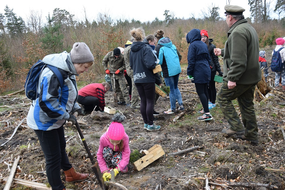 Akcja sadzenia drzew w mirachowskich lasach. Odtworzą drzewostan zniszczony przez kornika