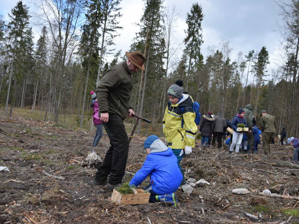 Akcja sadzenia drzew w mirachowskich lasach. Odtworzą drzewostan zniszczony przez kornika