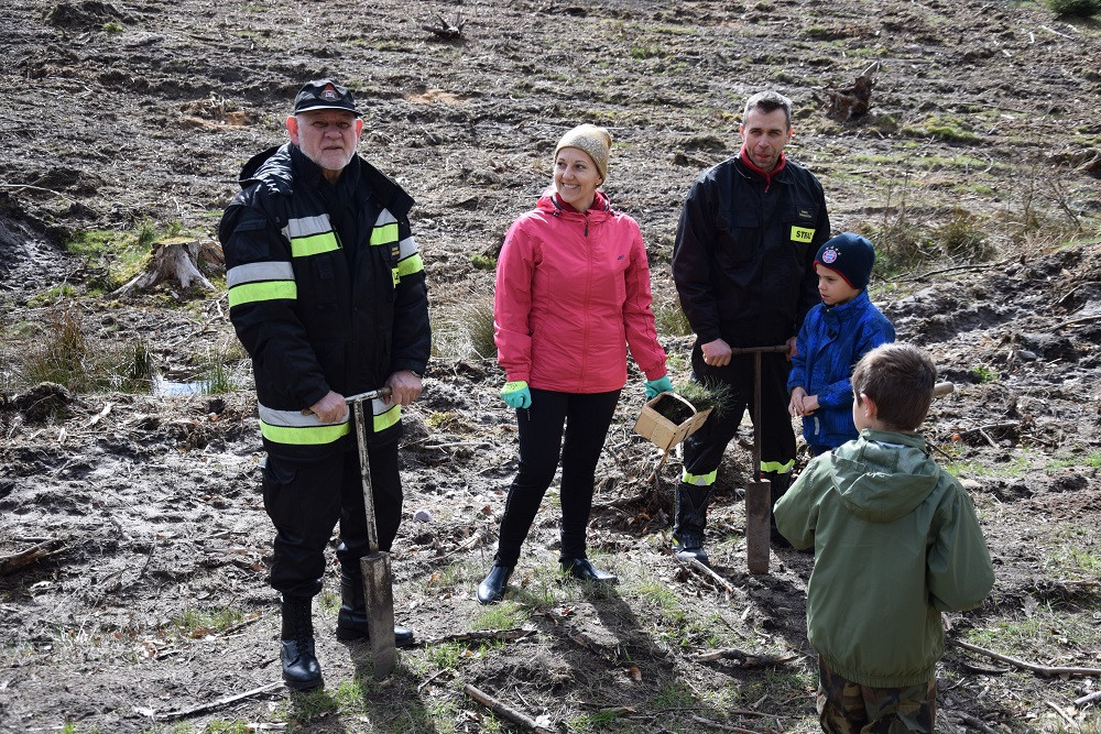 Akcja sadzenia drzew w mirachowskich lasach. Odtworzą drzewostan zniszczony przez kornika