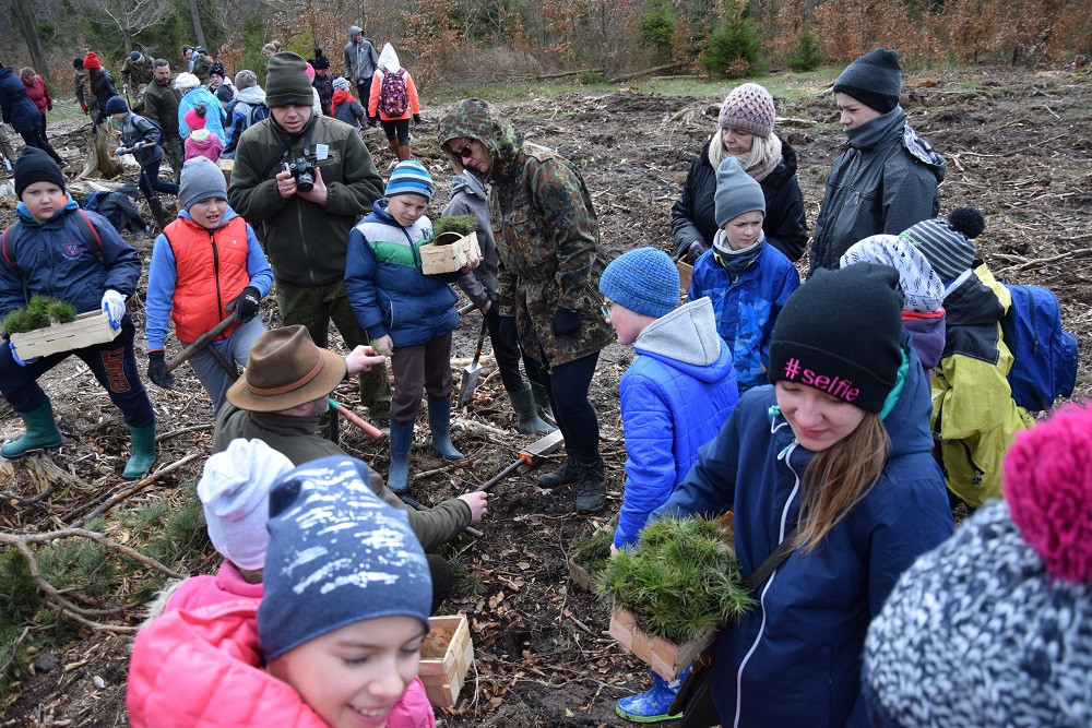 Akcja sadzenia drzew w mirachowskich lasach. Odtworzą drzewostan zniszczony przez kornika