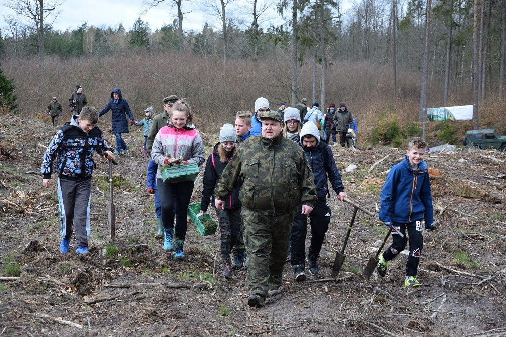 Akcja sadzenia drzew w mirachowskich lasach. Odtworzą drzewostan zniszczony przez kornika