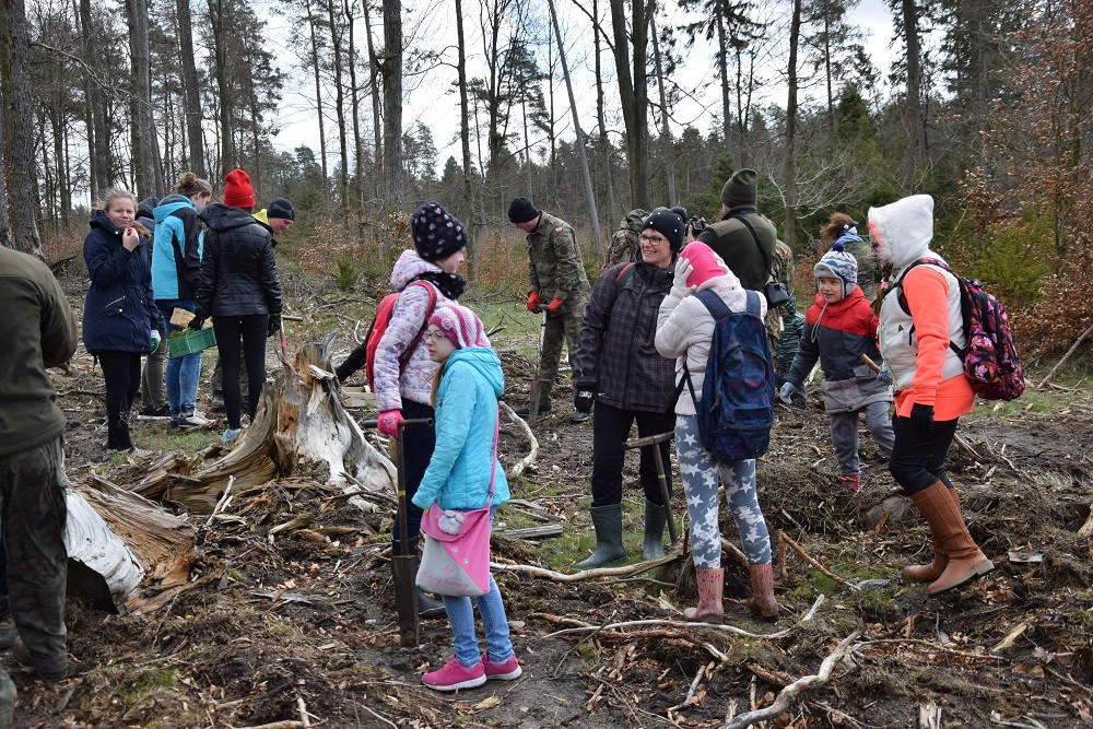 Akcja sadzenia drzew w mirachowskich lasach. Odtworzą drzewostan zniszczony przez kornika
