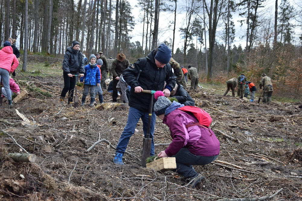 Akcja sadzenia drzew w mirachowskich lasach. Odtworzą drzewostan zniszczony przez kornika