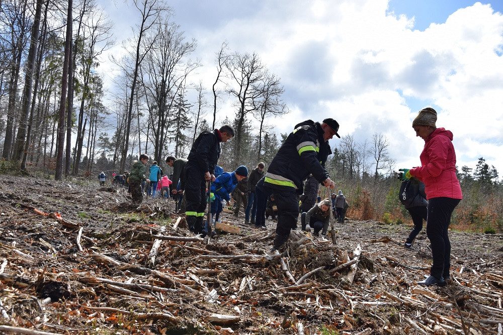 Akcja sadzenia drzew w mirachowskich lasach. Odtworzą drzewostan zniszczony przez kornika