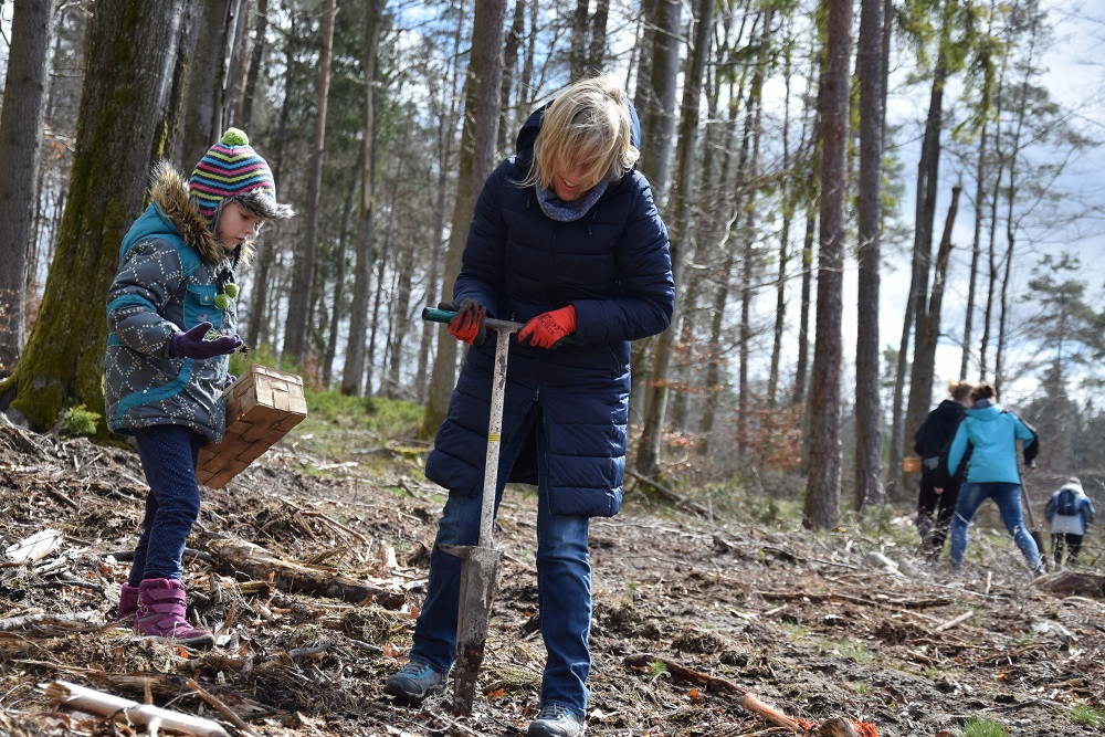 Akcja sadzenia drzew w mirachowskich lasach. Odtworzą drzewostan zniszczony przez kornika