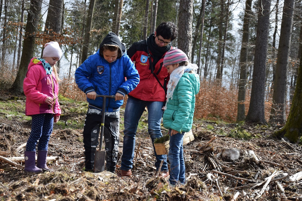 Akcja sadzenia drzew w mirachowskich lasach. Odtworzą drzewostan zniszczony przez kornika