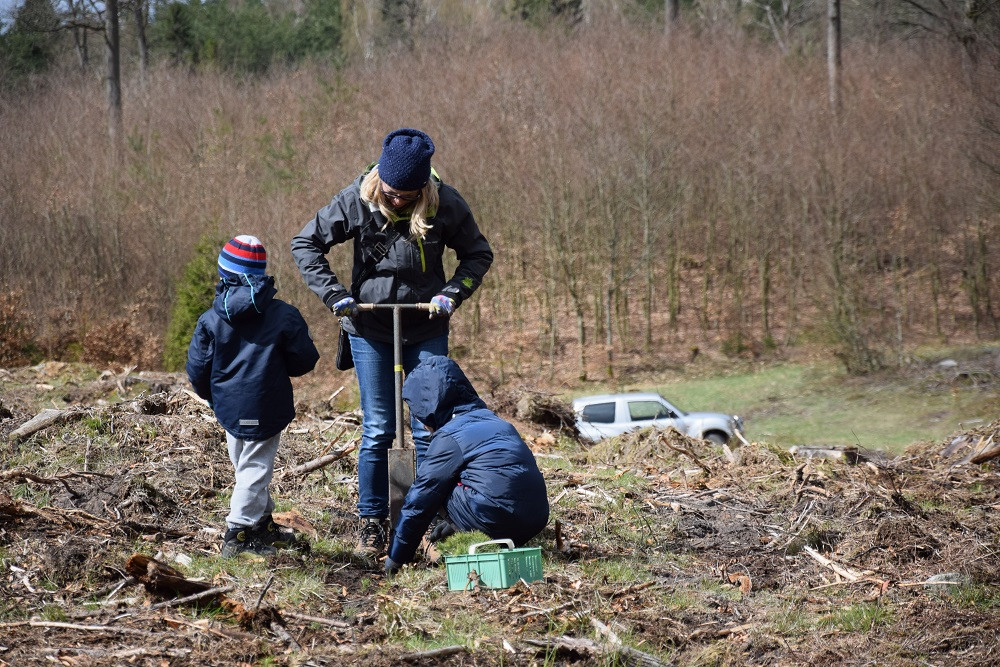 Akcja sadzenia drzew w mirachowskich lasach. Odtworzą drzewostan zniszczony przez kornika