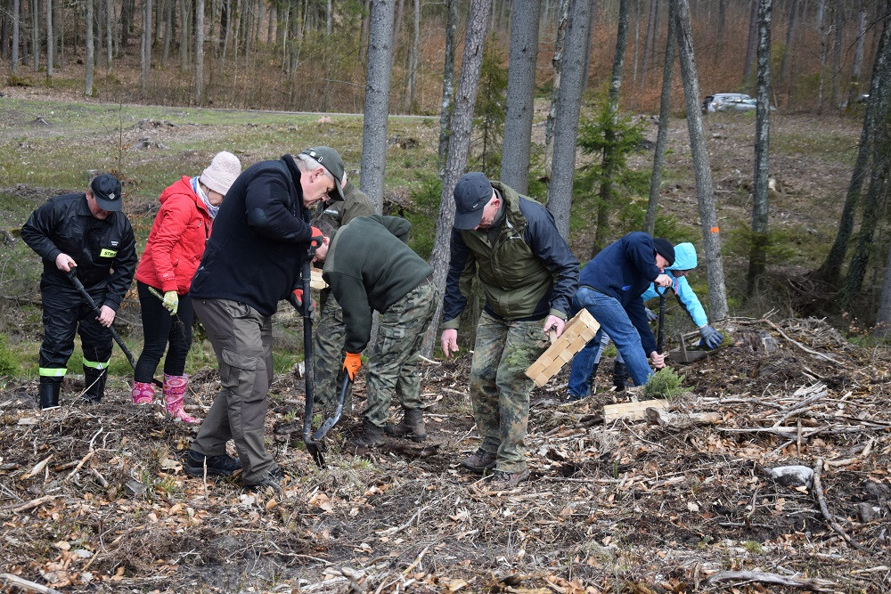 Akcja sadzenia drzew w mirachowskich lasach. Odtworzą drzewostan zniszczony przez kornika