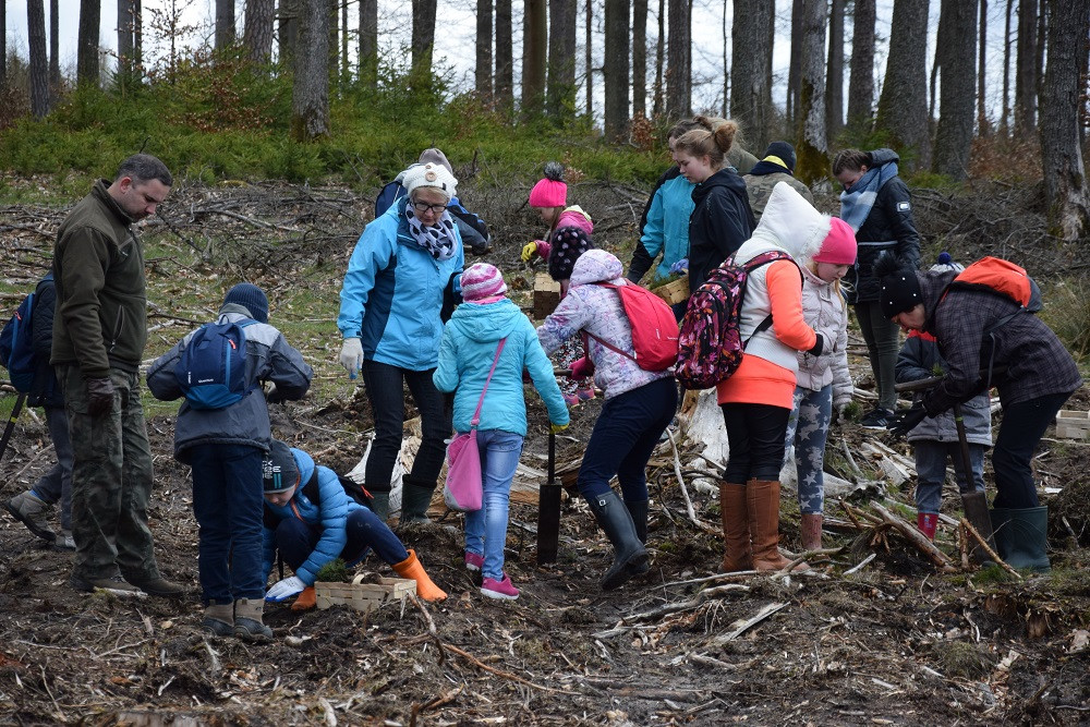 Akcja sadzenia drzew w mirachowskich lasach. Odtworzą drzewostan zniszczony przez kornika