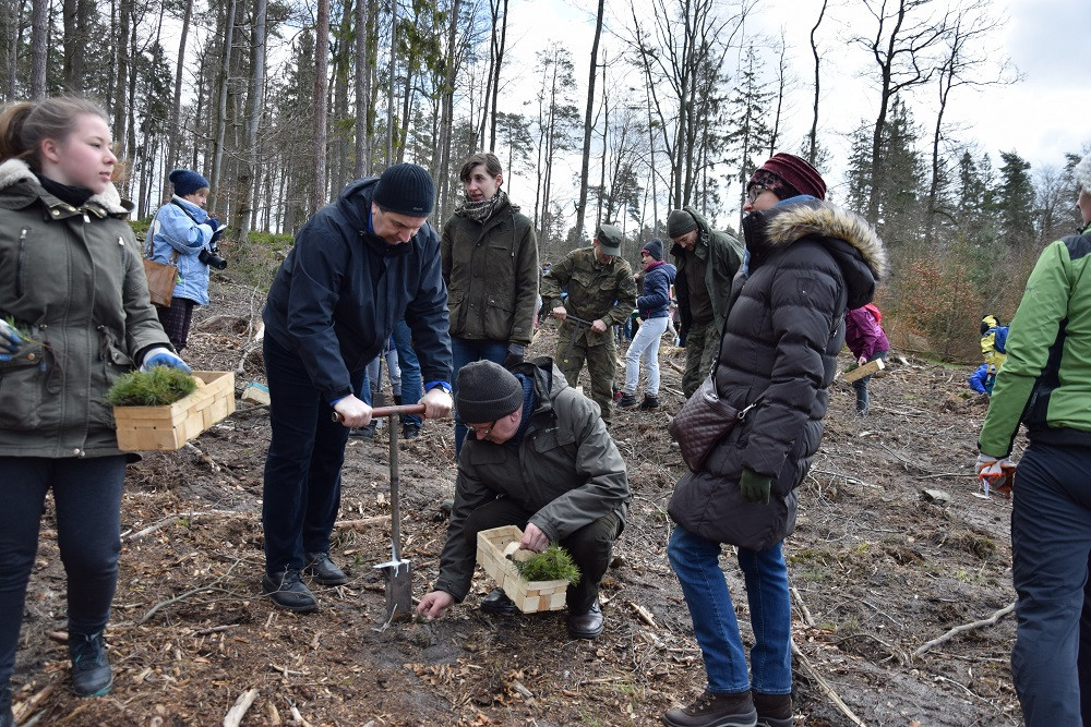 Akcja sadzenia drzew w mirachowskich lasach. Odtworzą drzewostan zniszczony przez kornika